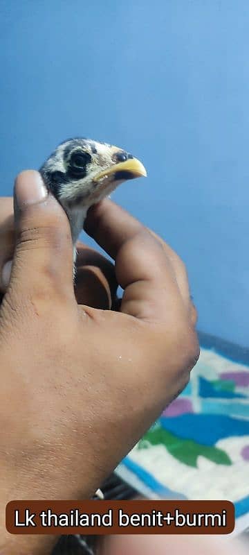 barmi+benet chicks available. 1