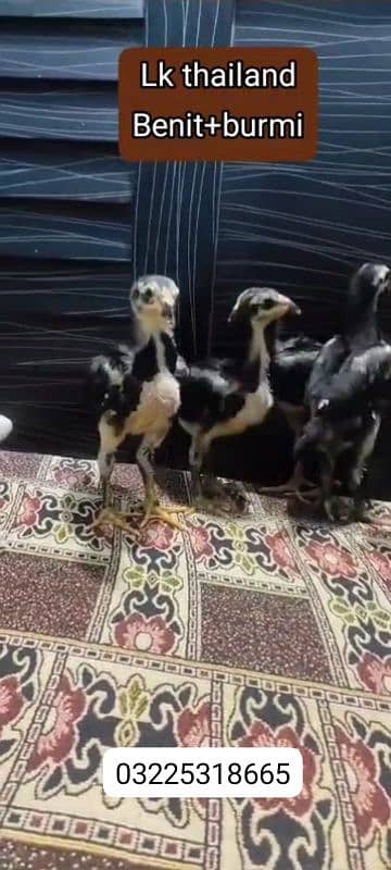 barmi+benet chicks available. 10