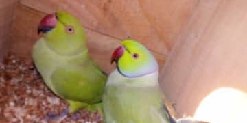 Parot for sale