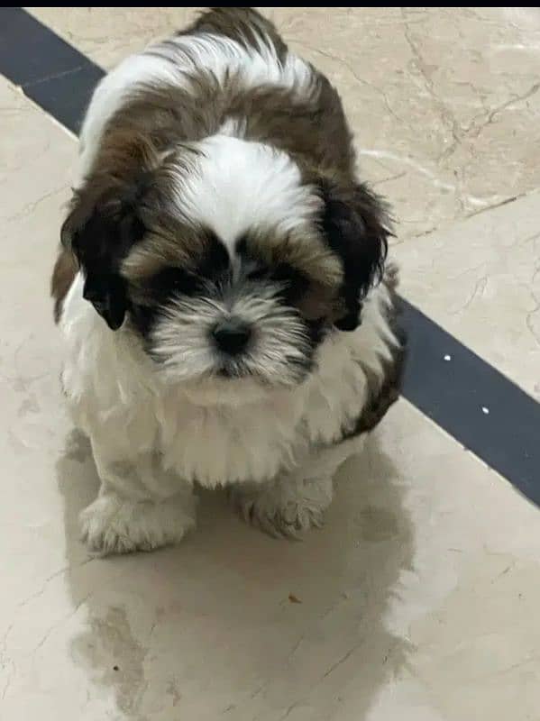 BEAUTIFUL SHIHTZU PURE ENGLISH BREED 0