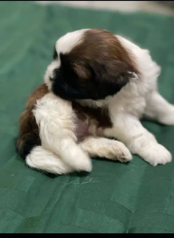 BEAUTIFUL SHIHTZU PURE ENGLISH BREED 1