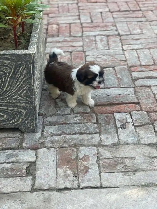 BEAUTIFUL SHIHTZU PURE ENGLISH BREED 3