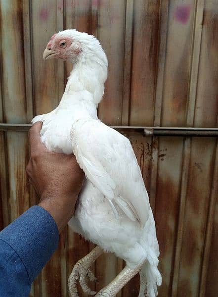 Top quality heera female 0