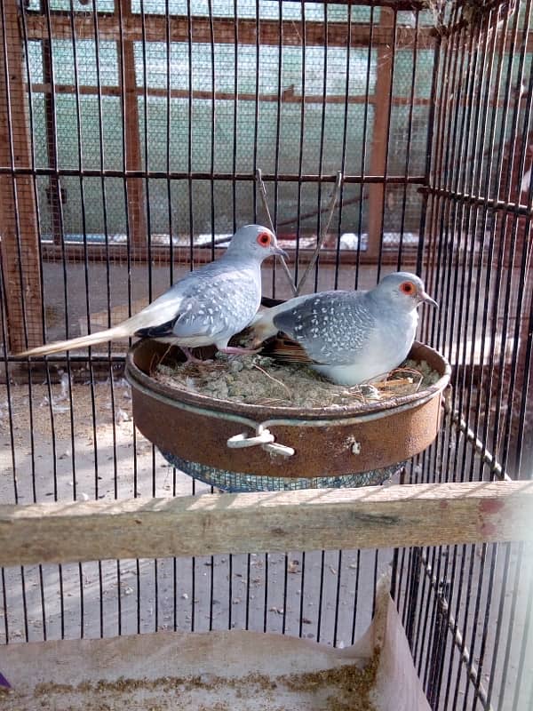 dove breeder pairs 1