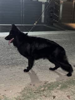 Black German Shepherd Male