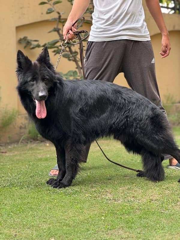 Black German Shepherd Male 2