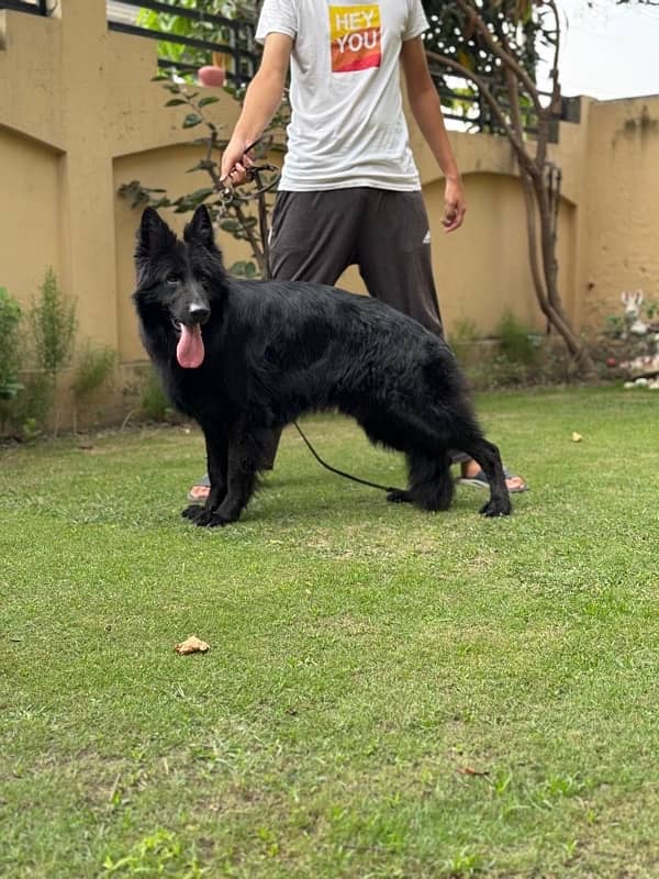 Black German Shepherd Male 3