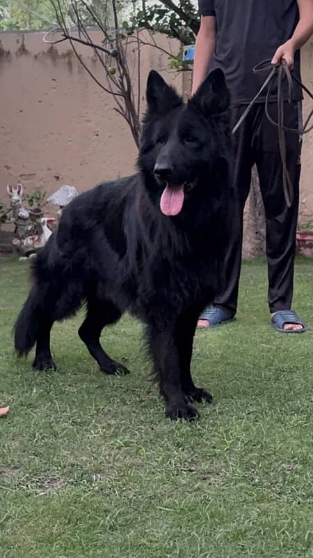 Black German Shepherd Male 5