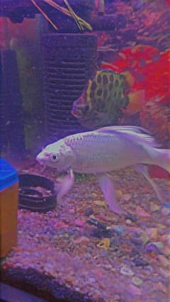 Hifin Diamond Carp & parrot fish Pair in Reasonable price. . ,