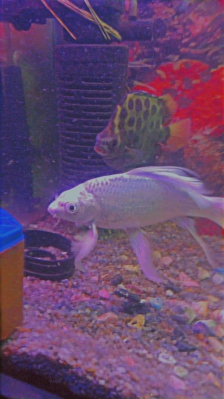 Hifin Diamond Carp & parrot fish Pair in Reasonable price. . , 0