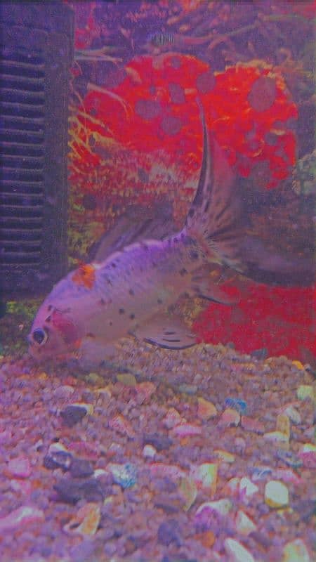 Hifin Diamond Carp & parrot fish Pair in Reasonable price. . , 3