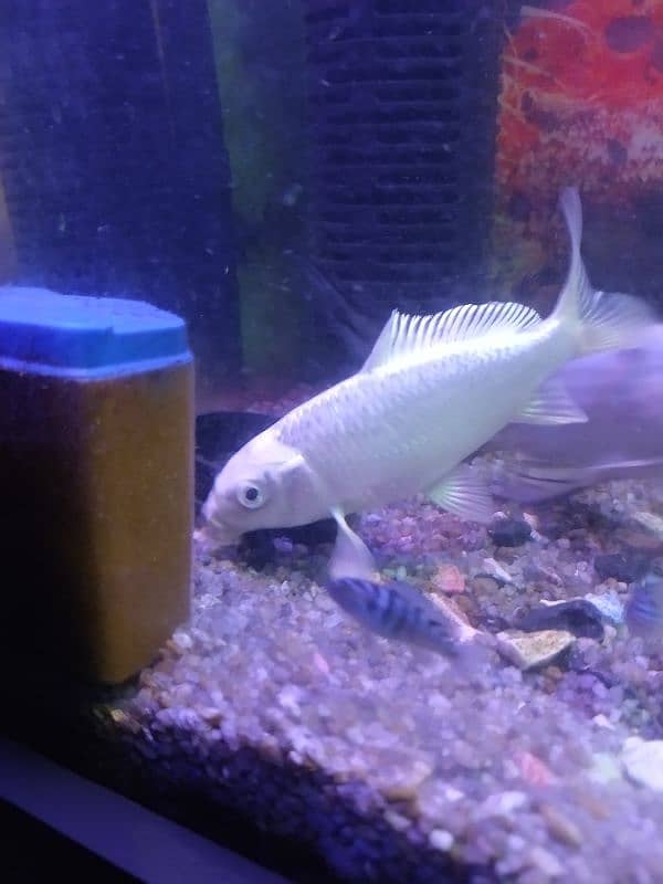 Hifin Diamond Carp & parrot fish Pair in Reasonable price. . , 5