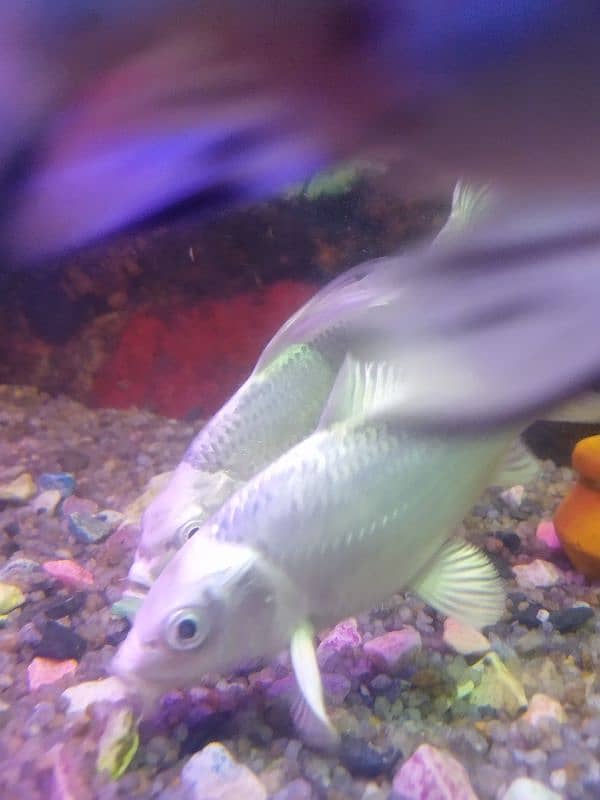 Hifin Diamond Carp & parrot fish Pair in Reasonable price. . , 6