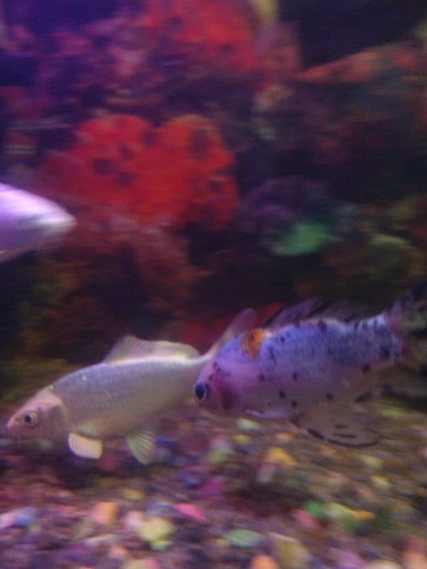 Hifin Diamond Carp & parrot fish Pair in Reasonable price. . , 7