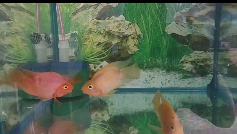 Hifin Diamond Carp & parrot fish Pair in Reasonable price. . , 9