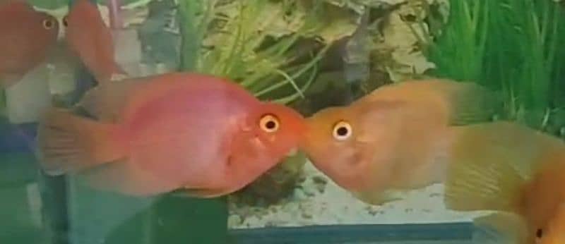 Hifin Diamond Carp & parrot fish Pair in Reasonable price. . , 10