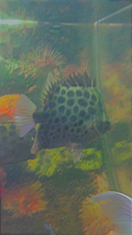 Hifin Diamond Carp & parrot fish Pair in Reasonable price. . , 12