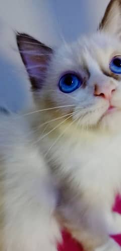 RAGDOLL UNIQUE KITTEN