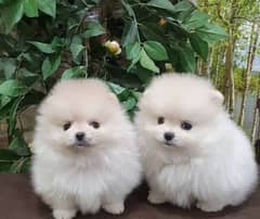 Pomeranian puppies 03429703700