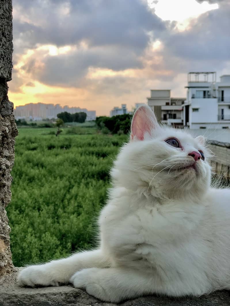 Persian cat 1