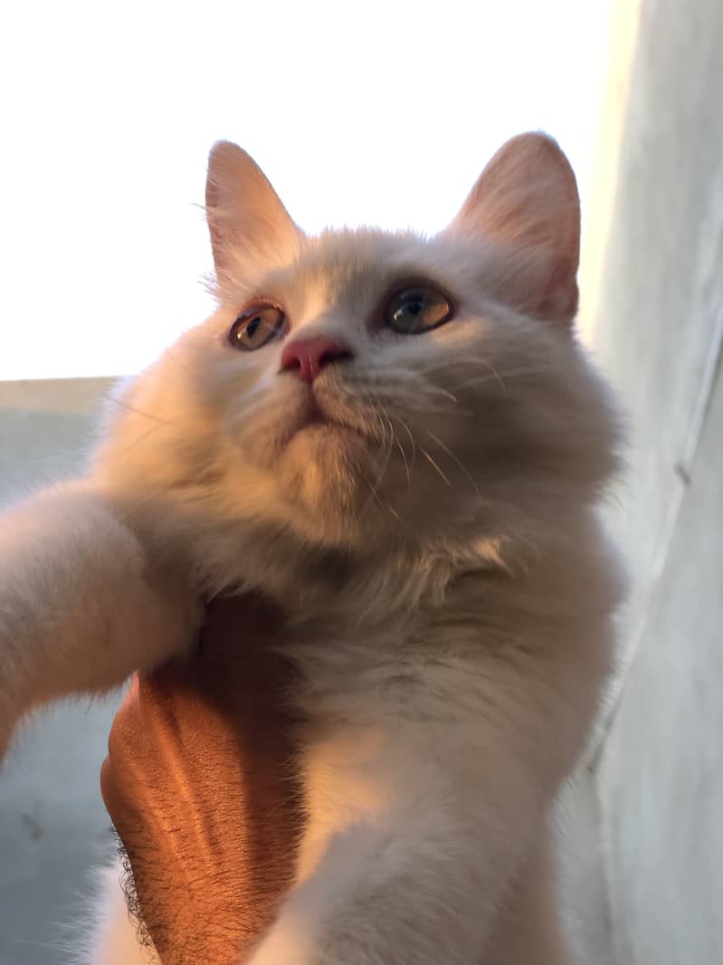 Persian cat 4