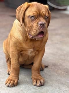 French mastiff or Dogue de Bordeaux puppy