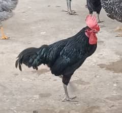 Australorp