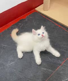 pure Persian kittens for sale or adult cats on paid adoption