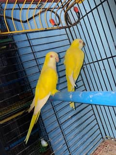 yellow monk breeder pair