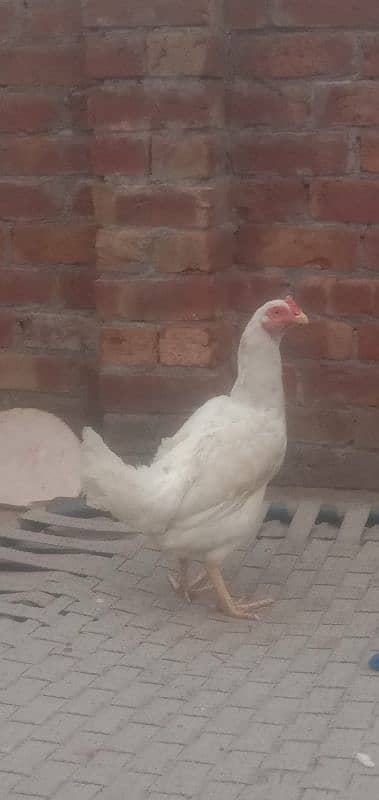 paper white heera hen 0