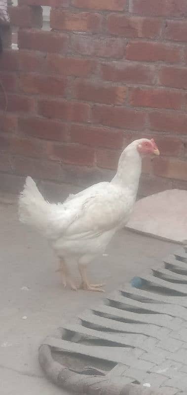 paper white heera hen 1