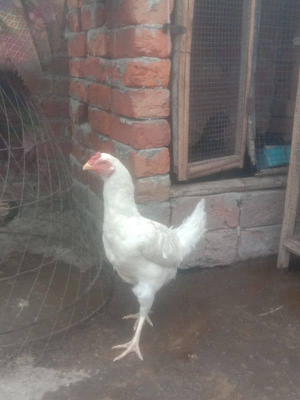 paper white heera hen 2