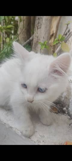 Blue Eyed White Kitten For Sale