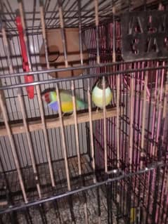 Beautiful Goldian Finches 2 male 1 female for sale