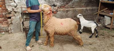 mundra bakri or bakra for sale read add