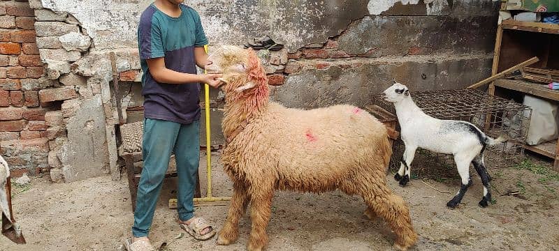 mundra bakri or bakra for sale read add 1