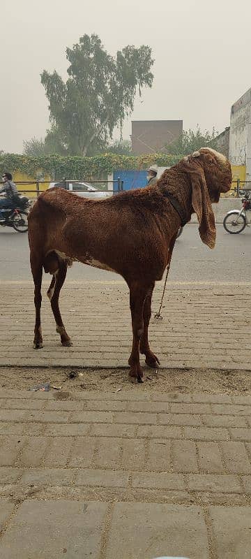 mundra bakri or bakra for sale read add 2