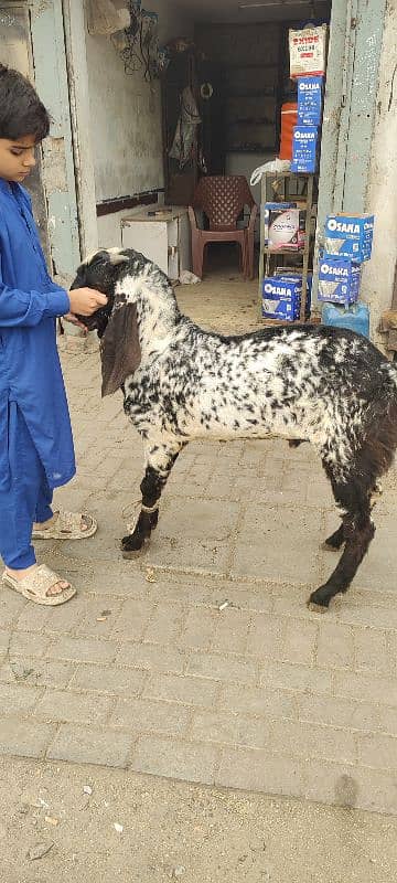 mundra bakri or bakra for sale read add 3