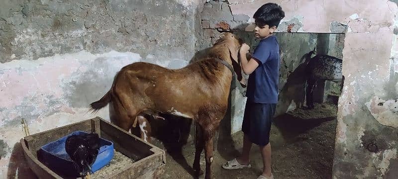 mundra bakri or bakra for sale read add 5