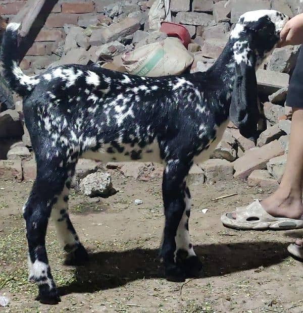 mundra bakri or bakra for sale read add 7