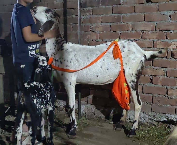 mundra bakri or bakra for sale read add 8