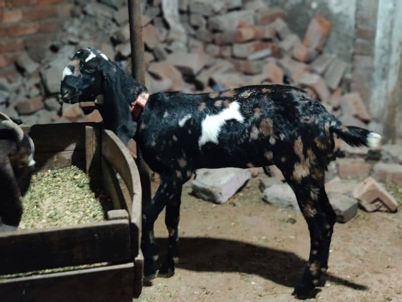 mundra bakri or bakra for sale read add 9