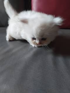 Persian kittens / cat