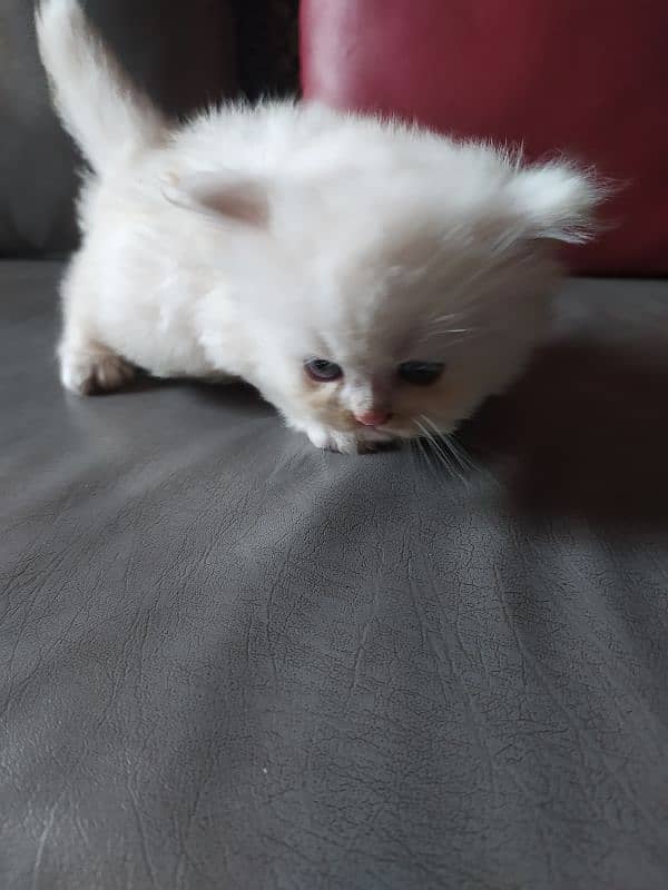 Persian kittens / cat 1