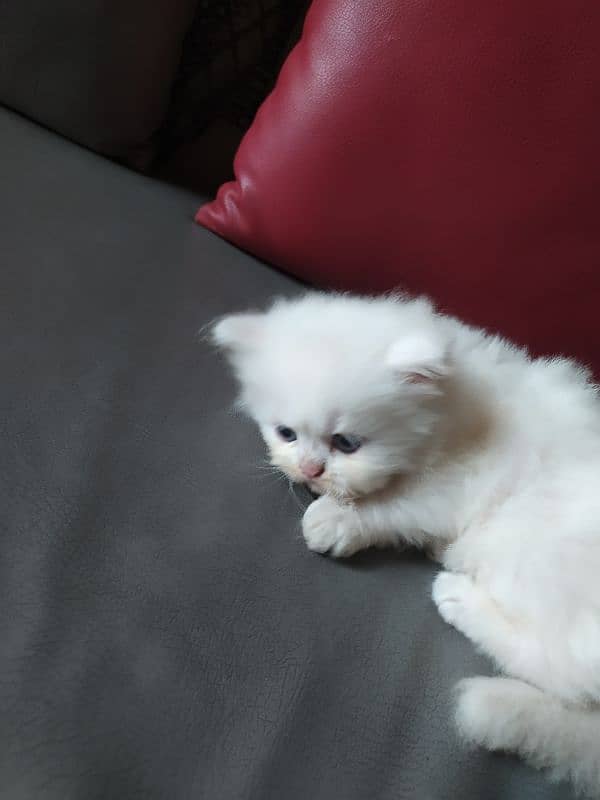 Persian kittens / cat 2