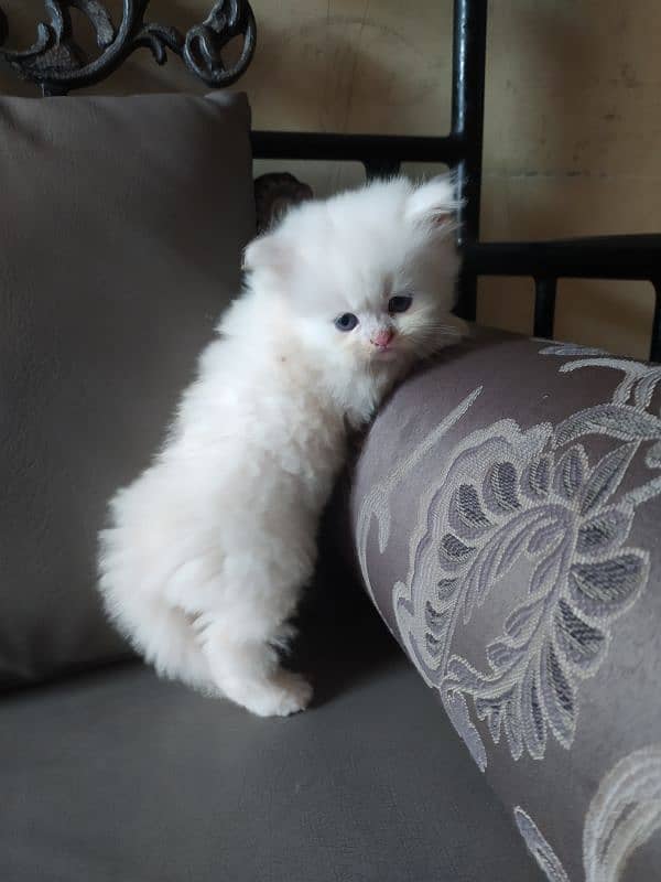 Persian kittens / cat 3