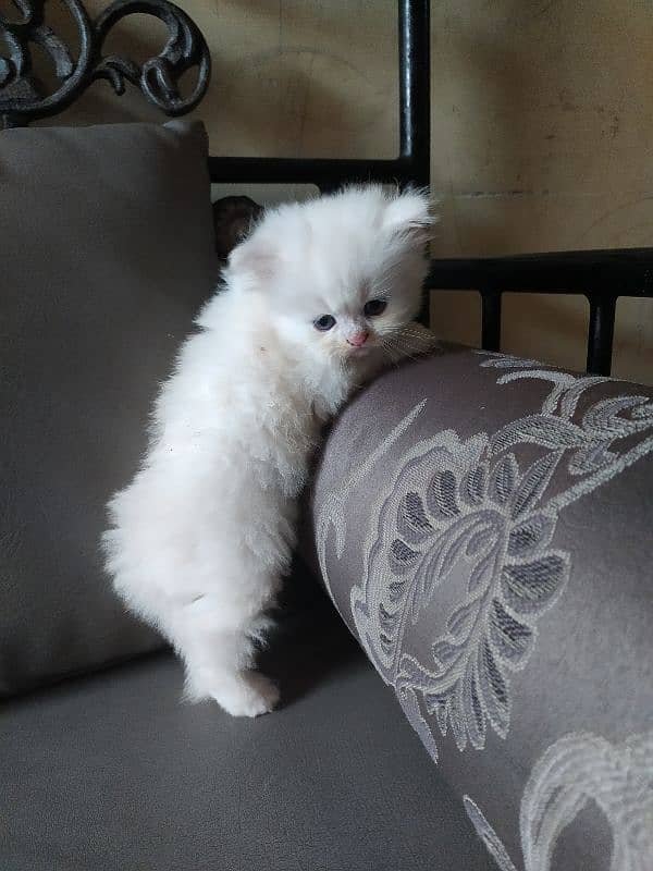 Persian kittens / cat 5