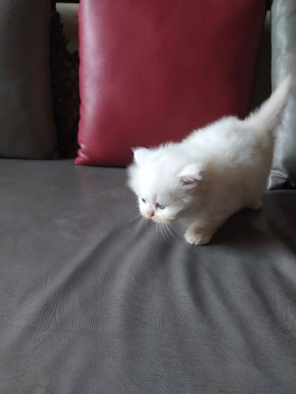 Persian kittens / cat 10