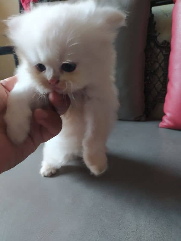 Persian kittens / cat 12