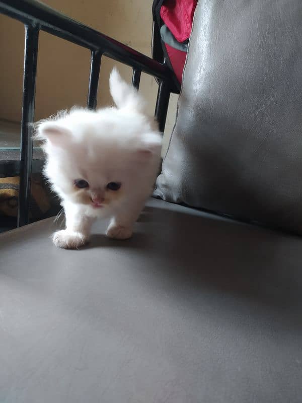 Persian kittens / cat 13